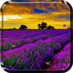 lavender live wallpaper android application logo